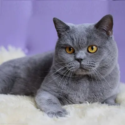 British Shorthair